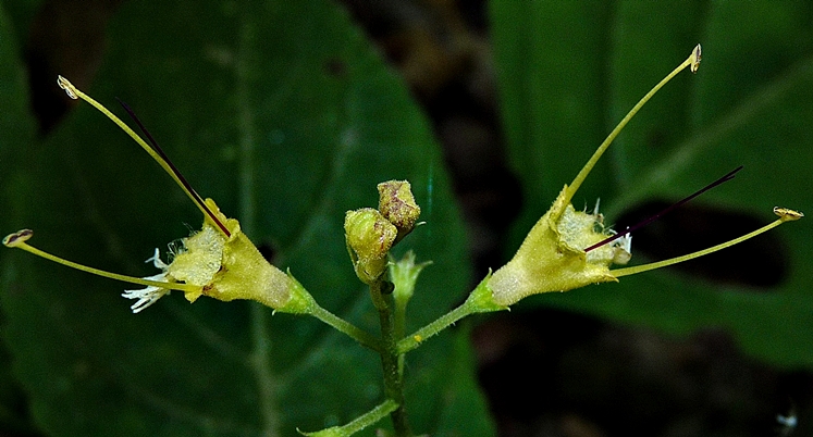 {Collinsonia canadensis}